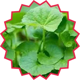 Imagem Super Green Black 10