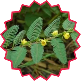 Imagem Super Green Black 9